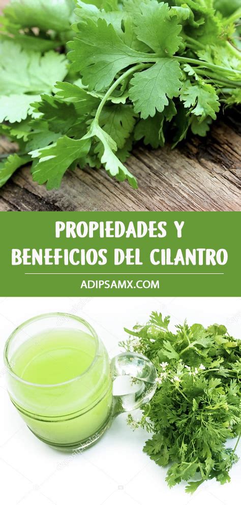 Propiedades Y Beneficios Del Cilantro