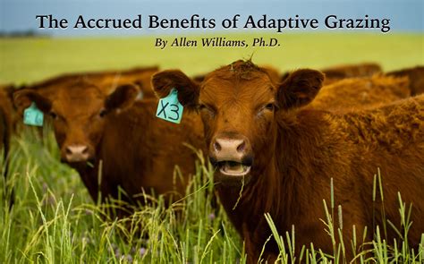 The Accrued Benefits of Adaptive Grazing - Understanding Ag