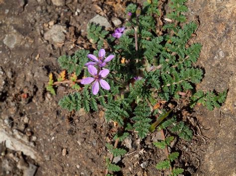 Tenedores Erodium Cicutarium