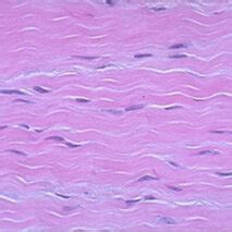 The formation of type I collagen fibrils. | Download Scientific Diagram