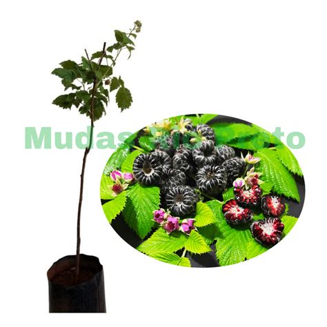 Muda De Framboesa Negra Do Himalaia Rubus Niveus Mudas Rio Preto