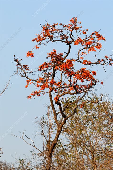 flame   forest tree stock image  science photo library