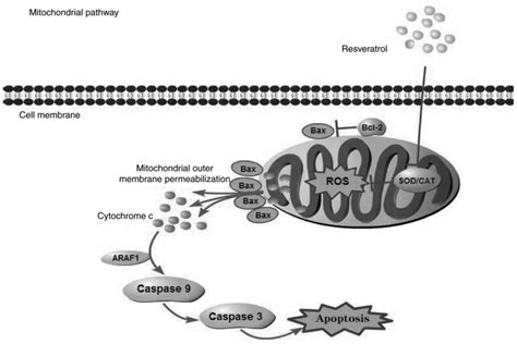 Resveratrol Induces Human Colorectal Cancer Cell Apoptosis By