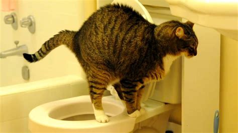 トラは今日も完璧にトイレで用を足す。 Cat  Cats