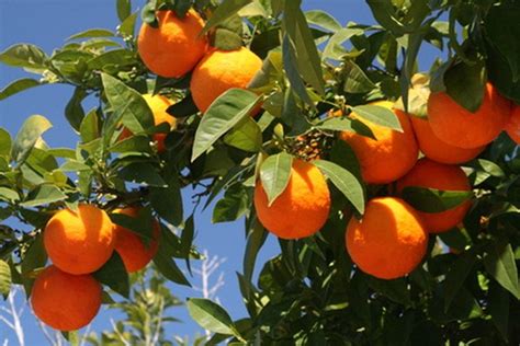 How to Plant Citrus Trees in Florida | ehow