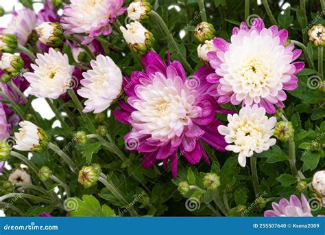 Chrysanthemum Bush Isolated Stock Photo Image Of Autumn Bloom