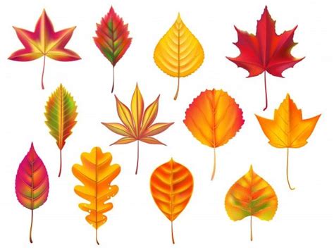 Premium Vector Autumn Leaves Fallen Leaf Dry Fall Leafy Litter And