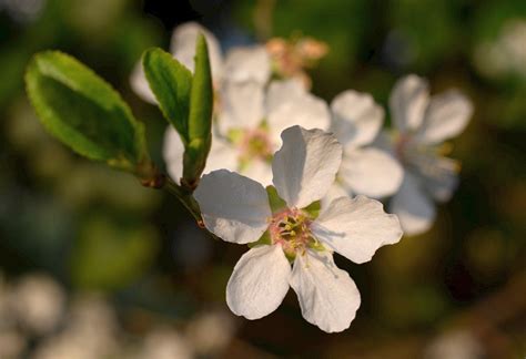 Mirabelle Gelbe Zwetschge Rosengew Chse Prunus Domestica Ssp Syriaca