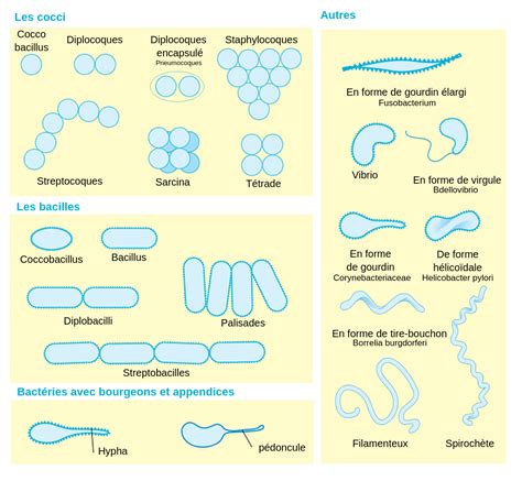 Identification De La Morphologie Cellulaire Labster