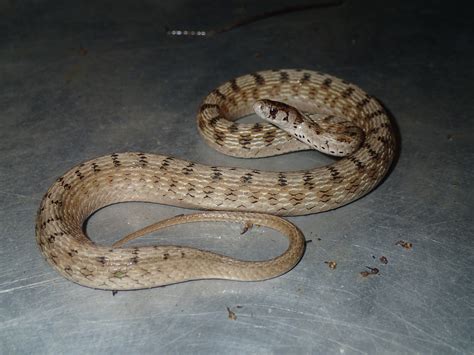 Dekay's Brownsnake - Storeria dekayi | Brad Glorioso’s Personal Website ...