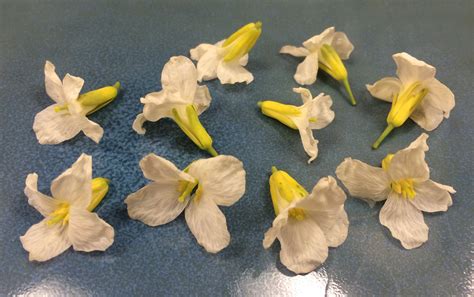 Broccoli Flower™ Gourmet Sweet Botanicals