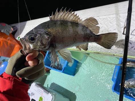 アジメバルの船サビキ釣り（半夜）に行ってきました【ヤザワ渡船】 つりにいく