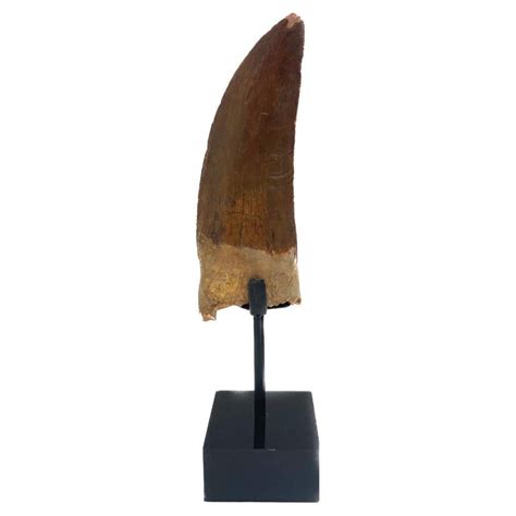 Large Fossilized Megalodon Tooth At 1stdibs