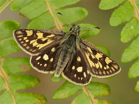 Extinct butterfly flies again | Butterfly Conservation