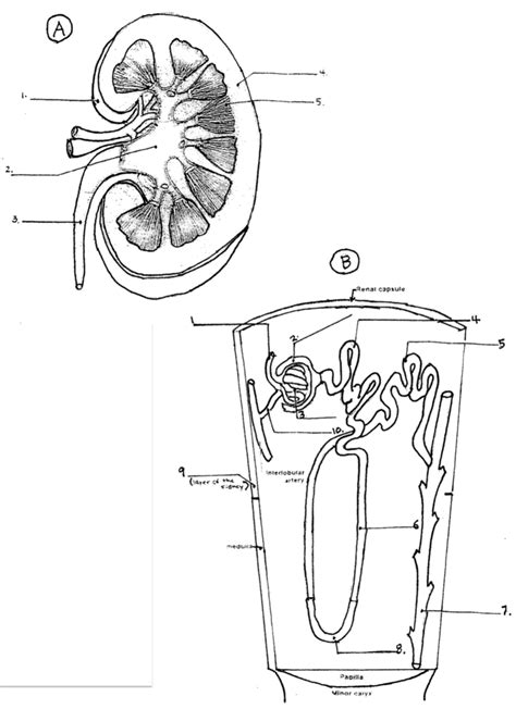 Kidney and Nephron Diagram Diagram | Quizlet