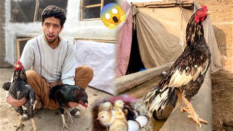 Aseel Murgoo Ke Larai Ho Gay YouTube