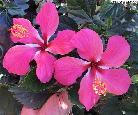 Viveiro Ciprest Plantas Nativas e Exóticas Hibisco Rosa Mescla