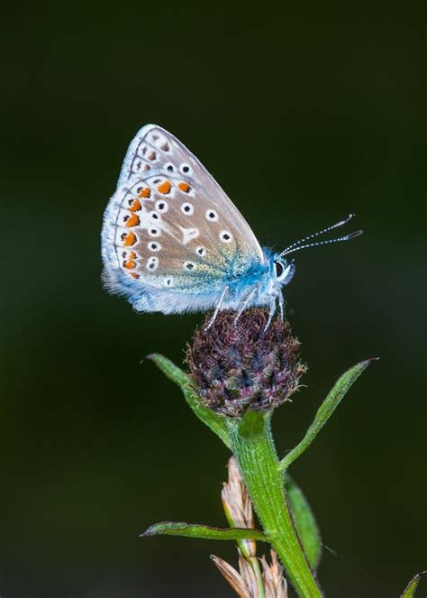 common blue butterfly polyommatus icarus stock image image
