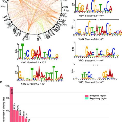 The Global Dna Binding Profile For Uncharacterized Tfs A Binding