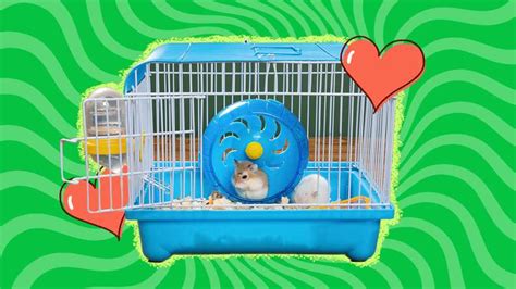 Hamster Cages: The 7 Best Habitats For Your Hamster - DodoWell - The Dodo