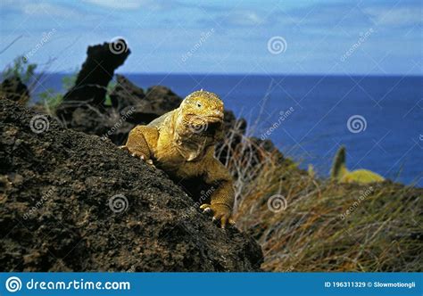 Galapagos Land Iguana Conolophus Subcristatus Adult Standing On Rocks