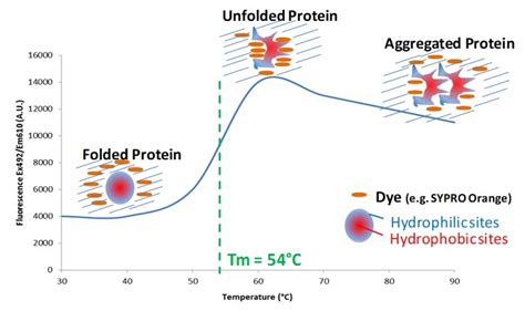 Fluorescent Thermal Shift Assays Sygnature Discovery