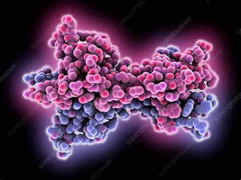 Nerve Growth Factor Molecule Stock Image C Science Photo