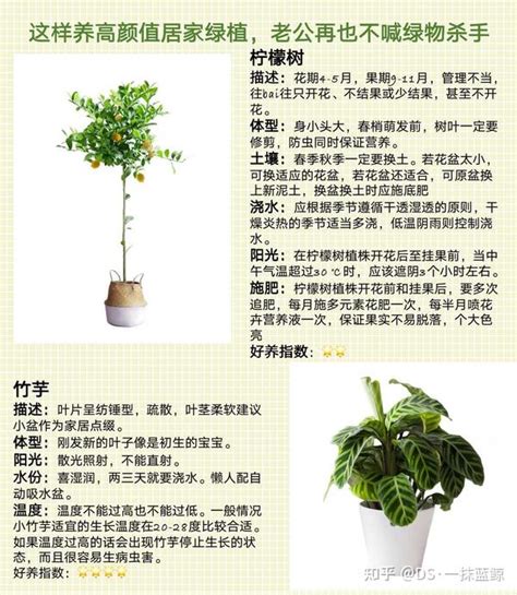 最全网红绿植养护手册 告别绿植杀手！！！ 知乎