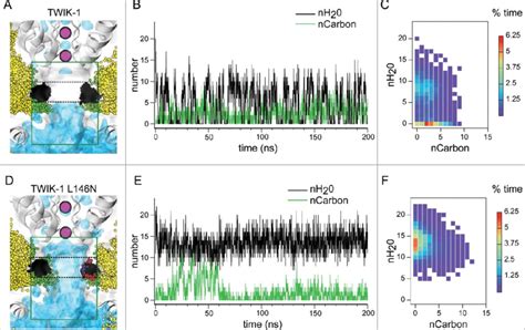 Influence Of Lipid Tails In The Ion Conduction Pathway Of Twik 1 A