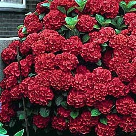 Lady In Red Hydrangea Red Hydrangea Hydrangea Garden Plants