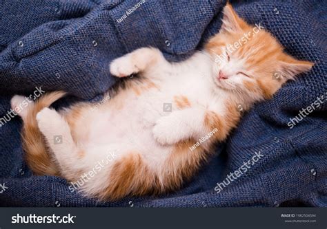 Cute Orange Kittens Images Browse 206 517 Stock Photos Vectors Free