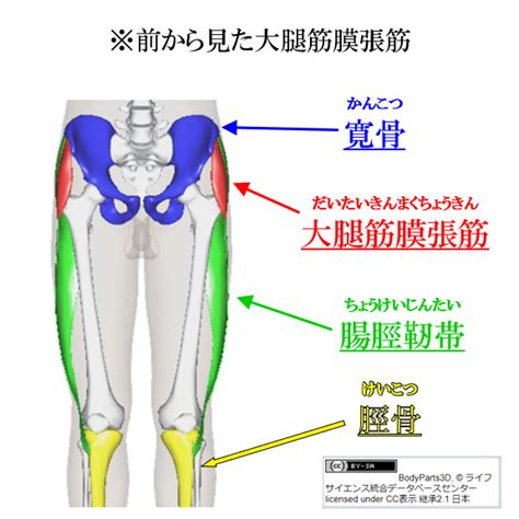 【大腿筋膜張筋（だいたいきんまくちょうきん）】 今浪勉の「わかりやすい」機能解剖学！イマナミー・解剖学！