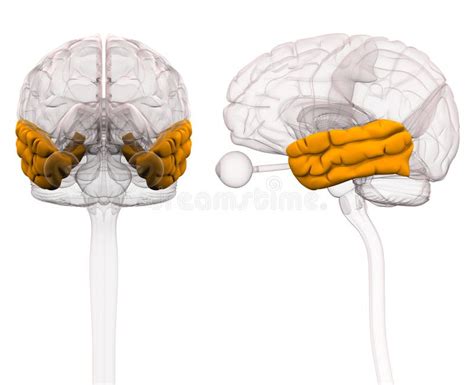 Temporal Lobe Of Human Brain Anatomy Side View Flat Stock Vector