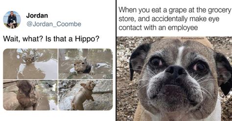 40 Pawsitively Hilarious And Wholesome Dog Memes To Brighten Your Day ...