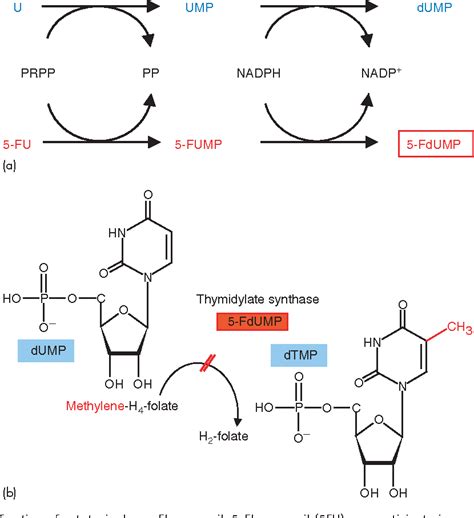 Figure From Mechanisms Of Anticancer Drugs Semantic Scholar