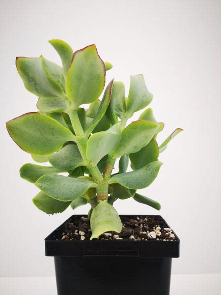 Succulent Tender Crassula Arborescens Curly The Greenery Garden Centre