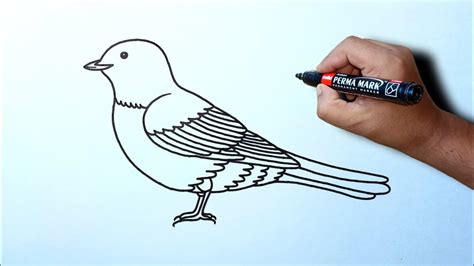 weaver bird drawing  kids