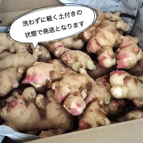 新生姜 無肥料 農薬栽培期間中不使用 露地栽培 熊本県産 2kgの通販 By Hiros Shop｜ラクマ