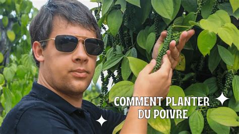 Comment Planter Du Poivre La Maison Guide Tape Par Tape Pour