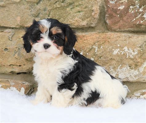 Cavachon Puppy For Sale Fredericksburg Oh Female Sophie Ac Puppies Llc