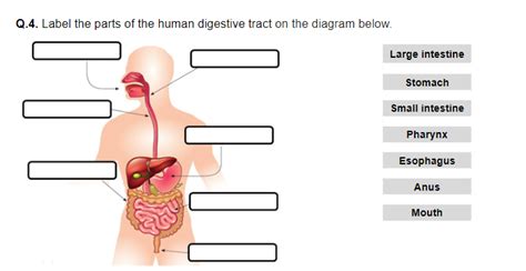 Human Digestive System Worksheet Printable And Distance Learning