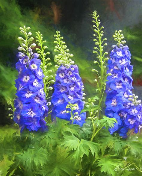 Blue Delphiniums Photograph By Diana Haronis Fine Art America