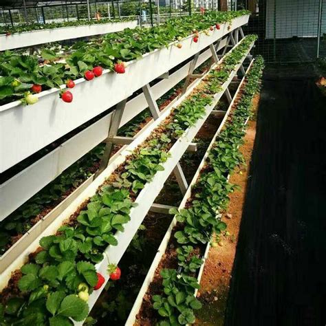 Hydroponic Strawberry Gutter System With Self Irrigation And Drainage