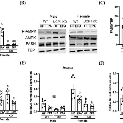 Sex Dependent Effects On Markers Of Hepatic Lipogenesis A Protein