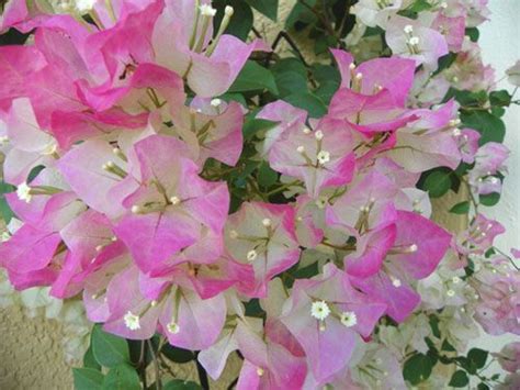 How To Make A Bougainvillea Plant Bloom Crasas Buganvilla