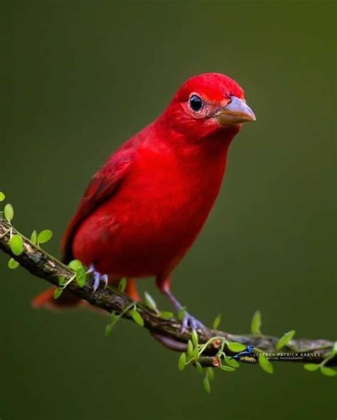 Pin De Jo O Andrade Em Belezas Da Natureza Passaros Exoticos