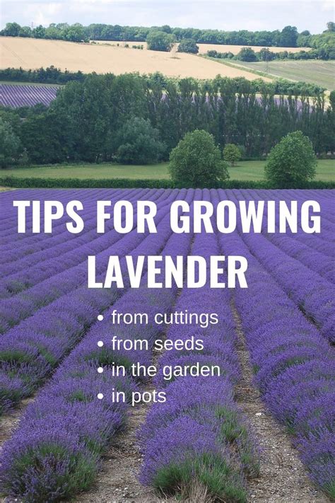 How To Grow Lavender Plants In Your Garden Or In Containers