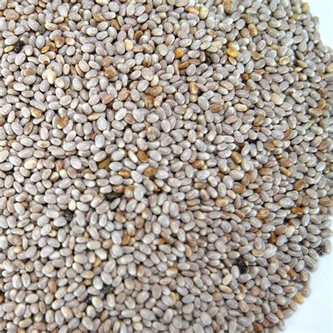 Organic White Chia Seeds 3 G Packet 2000 Seeds Sprouting Seeds For