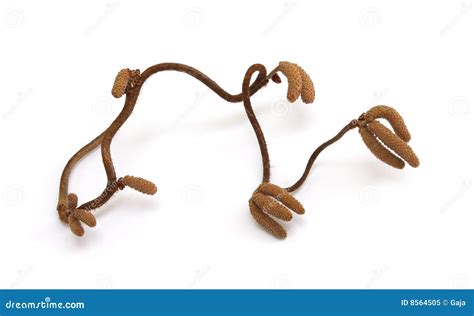 Catkins of corkscrew hazel stock image. Image of corkscrew - 8564505