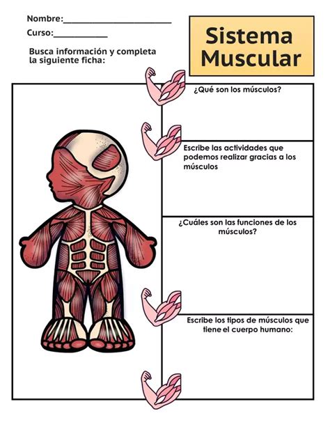 Guía de trabajo Sistema muscular profe social